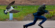 Terrorised by a very protective mother goose! Students forced to run for cover
